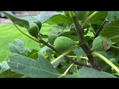 Fig lapse