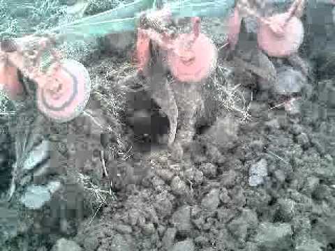 fendt is the king by zimandu-nou