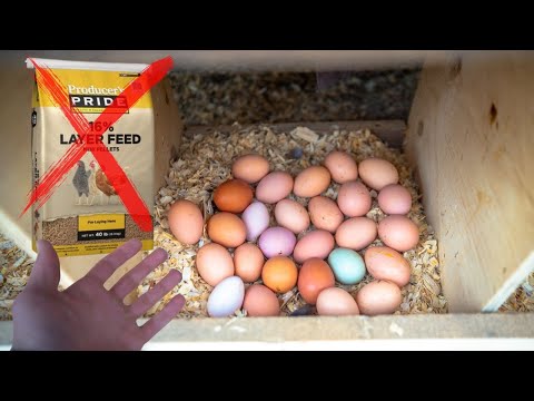 We Switched Chicken Feed... Heres what Happened...