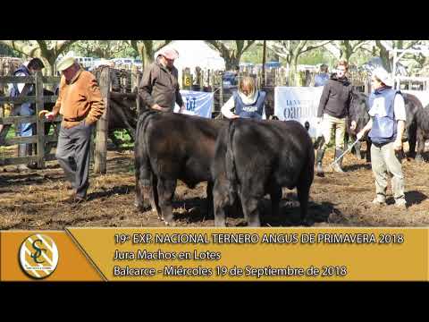 19-09-18 Jura Terneros en lotes - Exp. Nacional del ternero Angus de Primavera - Balcarce