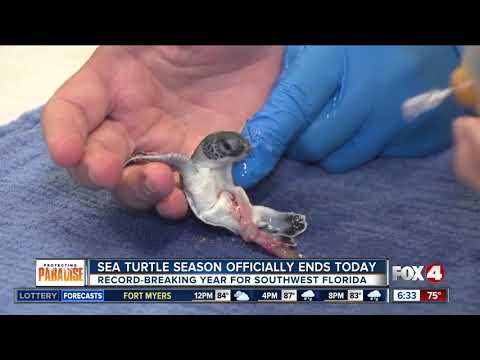 Scientists studying red tide impacts on sea turtles in Southwest Florida