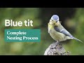 Blue Tit Nesting The Complete Process