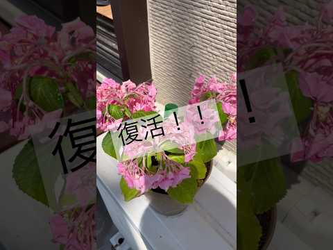 アジサイを再び育てるにはどうすればよいですか？この春、植物を再び成長させるための 3 つの重要なアクション  庭園