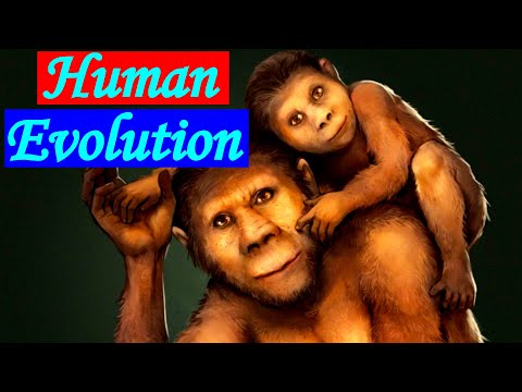 Human Evolution from our Split to Homo Habilis