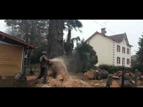 Abattage d'un cèdre sénescent