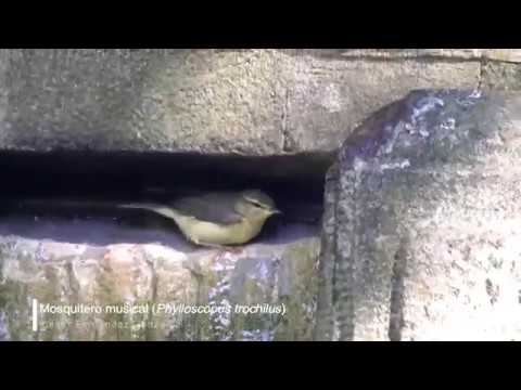 Vídeo de Phylloscopus trochilus. <em>© César Fernández González