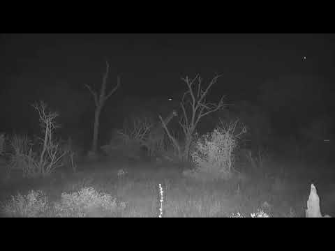 Djuma: Giraffe and Zebra in tree line off Open Area - 01:31 - 10/05/20