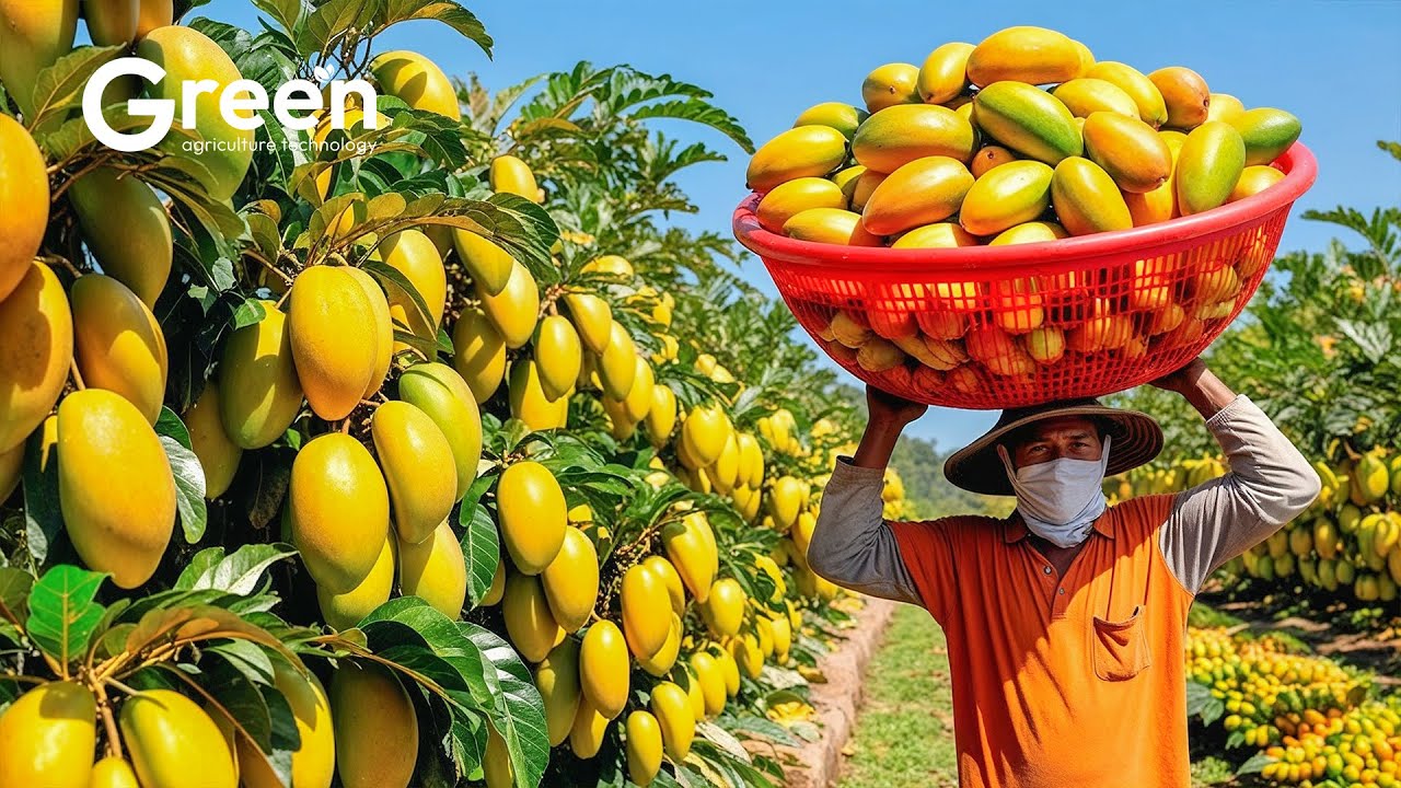 Mangoes Farming - Mangoes Harvesting & Mangoes Drinks Making 🥭 | Agriculture Technology