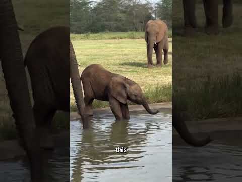 How Elephants Clean This #elephants #animallife #wildlife #animallovers