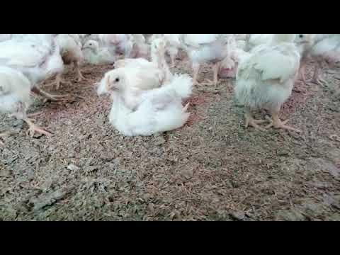 , title : 'Se vende pollitos blancos de carne COBB-500 el pollo de engorde más eficiente del mundo.'