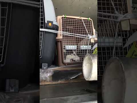 Pets in the aircraft cargo compartment