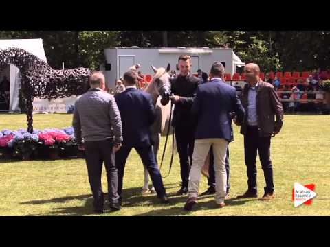 1st place - N.16 ASTERIX JFD - Bruges 2015 National - Junior Colts Championship (Class 13)