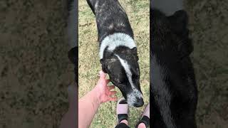 Video preview image #1 German Shepherd Dog-Unknown Mix Puppy For Sale in Green Forest, AR, USA