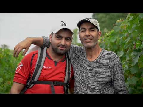 2 Minutes Vin // Millésime 2019 : Château Fleur Cardinale