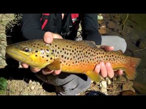 Off the Map Wilderness Fishing, AZ Big Brown Trout