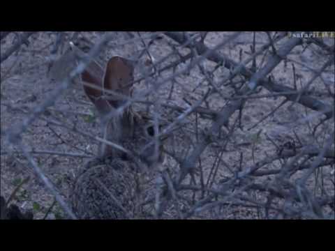 Safari Live : Byron crack's himself up over calling a Scrub Hare a Rabbit  LoL  Dec 06, 2016