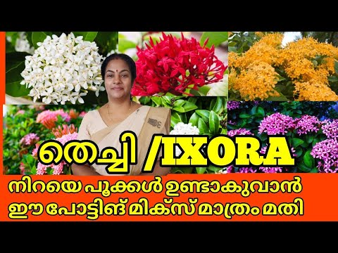 Thechi/Ixora💚🌿 plant care|Easiest way to grow Ixora plants|🔥Powerful Potting Mix Tips|Salu koshy