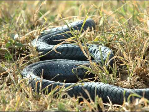 Kashyyyk - Black Mamba