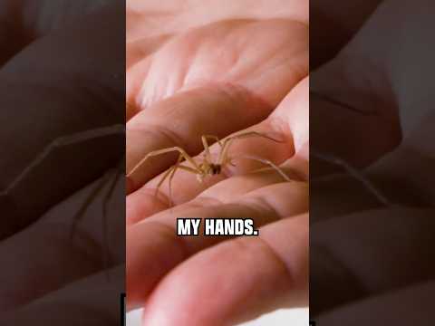 FREE-HANDLING a Brown Recluse!
