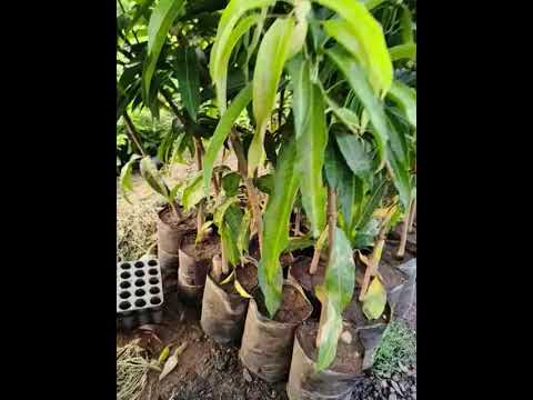 Romania Mengo Plants