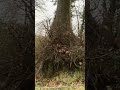 Floating Tree