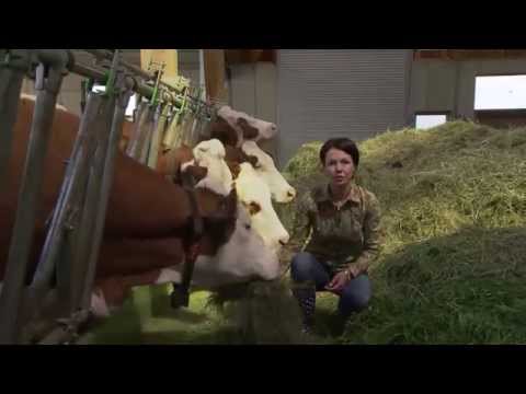 Steirische Landwirtschaft - Heumilch