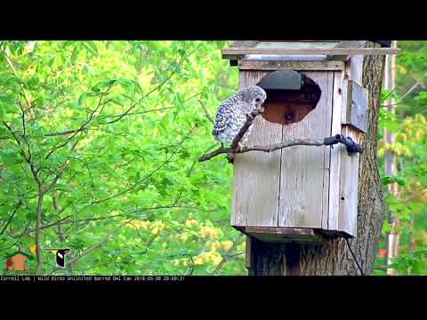 Barred Owlet fledges (sort of) 5/8/18