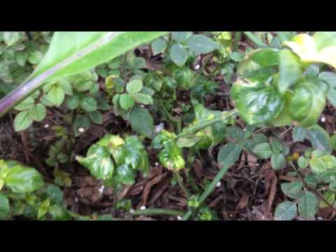 download lagu mp3 mp4 Rungia Klossii Growing, download lagu Rungia Klossii Growing gratis, unduh video klip Rungia Klossii Growing