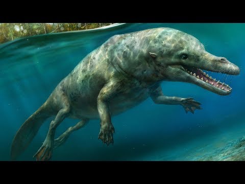 The Evolutionary History of Whales - Cetacean Evolution Part 1