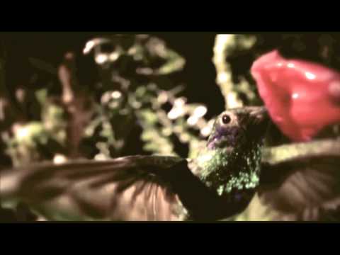 Harvey Gunn x Ace Me$$iah - Blu Sky (Net Video)