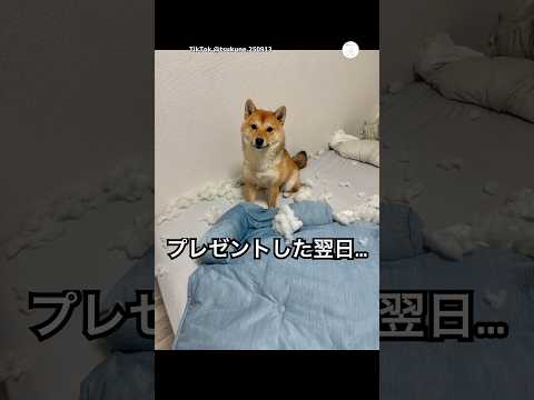 柴犬に冷たいマットを買ってあげた結果…😂　　　#柴犬　#犬　#面白い　#犬のいる暮らし #面白い犬