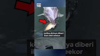 Download lagu Lumba-lumba meminta pertolongan anaknya terjerat mp3 Download lagu Lumba-lumba meminta pertolongan anaknya terjerat mp3