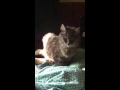 Cat Comes Running When I Sing Badly
