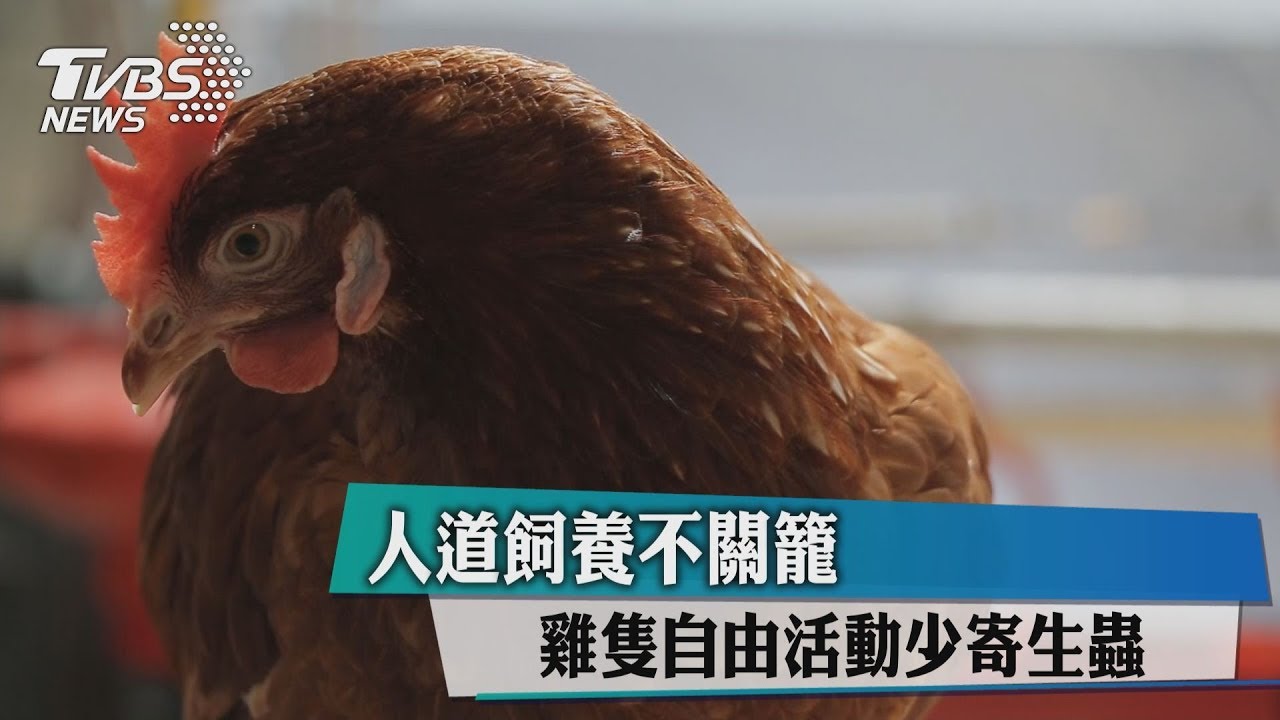 人道飼養不關籠　雞隻自由活動少寄生蟲