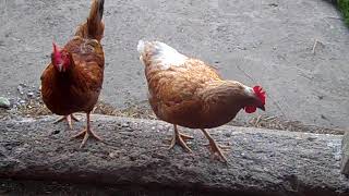 How to Cure Chicken Vent Gleet (Chicken Poopy Butt)