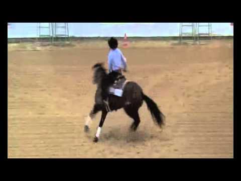 GETTIN OVER YOU - NRHA BREEDERS FUTURITY NON PRO CHAMPION 2013