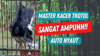 Download lagu TERBUKTI AMPUHH!! INILAH MASTERAN KACER TROTOL AGAR CEPAT BUNYI mp3