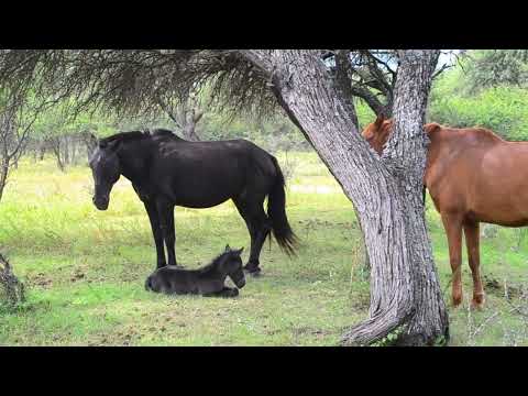 Arroyo de Los Patos 2