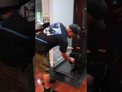 Teaching a Cane Corso the stay command