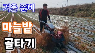 마늘밭 골타기 겨울 준비 어떻게 해야?
