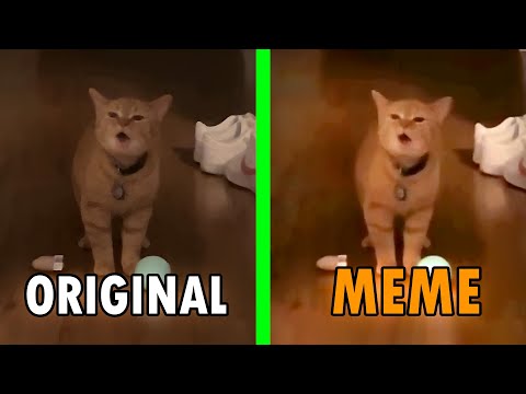 I go meow Original Vs Meme / I go meow cat meme