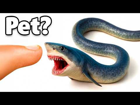 Buying the Scariest Shark I've Ever Owned Off The Web...