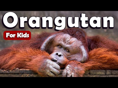 Orangutans for Kids | Learn About Animals for Kids | Learn about Orangutan for Kids