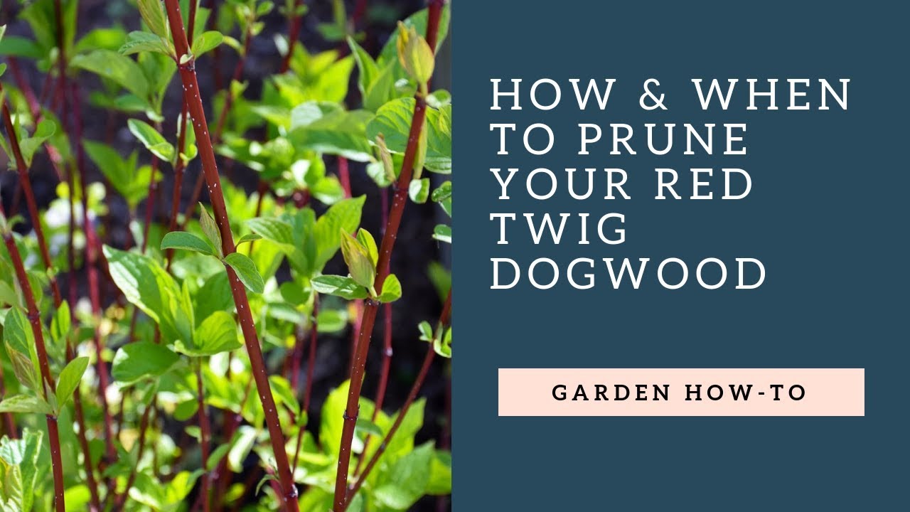 How & When to Prune Your Red Twig Dog Wood