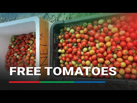 Farmer gives away thousands of kilos of tomatoes after El Nino affects crop ABS-CBN News