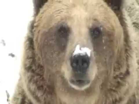 Olivija - Najini gozdovi