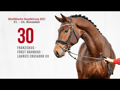 Westf. Hauptkörung Reitpferdehengste:Kat-Nr.30  Franziskus - Fürst Grandios - Lauries Crusador xx