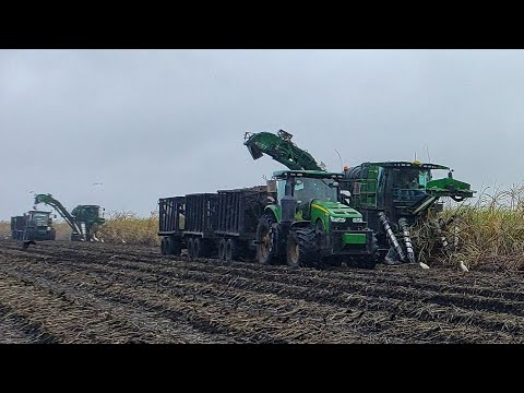 Harvesting Sugarcane