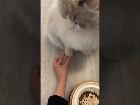 Tiny paw prints lead to the cutest culprit🐾💕😍😍 #cat #kitten #cute