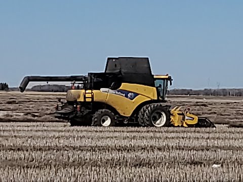New Holland Canola Harvest 2020 